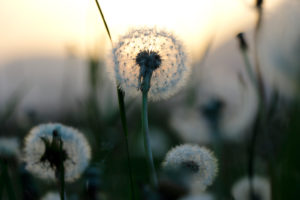 Pusteblumen im Sonnenuntergang Pusteblumen im Sonnenuntergang